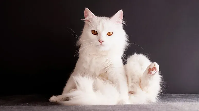 turkish angora