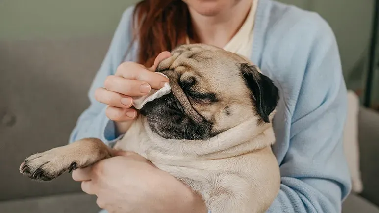 wrinkled dog breeds