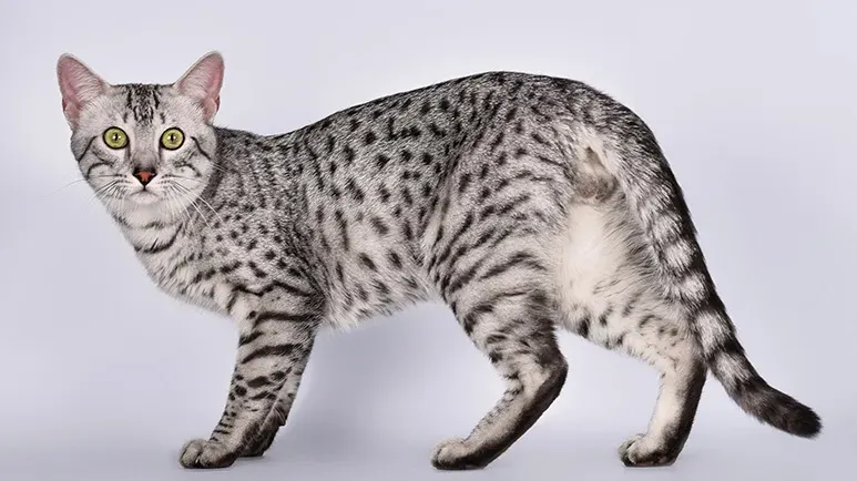 Egyptian Mau cat