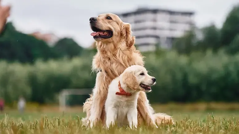 aging dogs personality changes