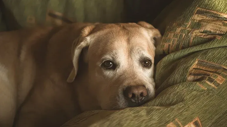 canine cognitive dysfunction senior dogs