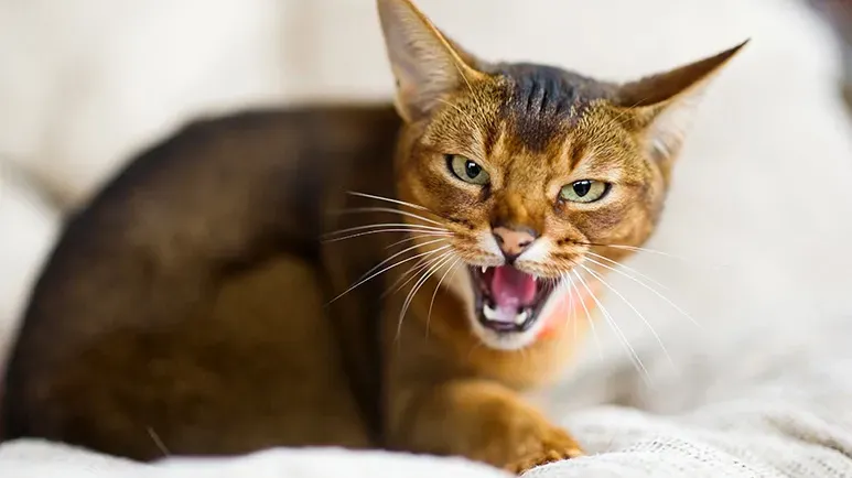cat aggression