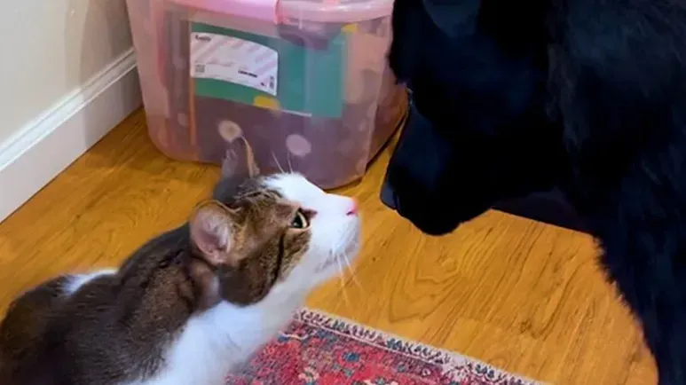 cat falls head over paws for foster dog