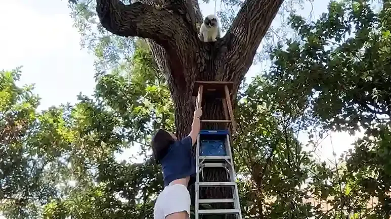 cat gets stuck in tree chaos ensues