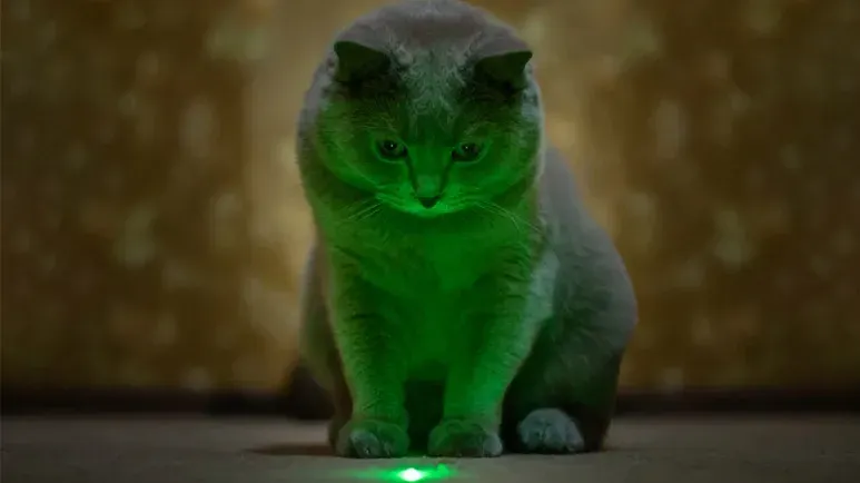 cat laser pointer