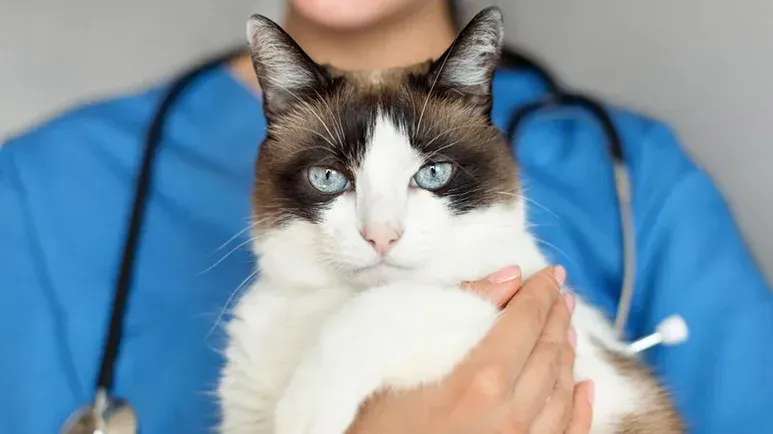 cat veterinary visits