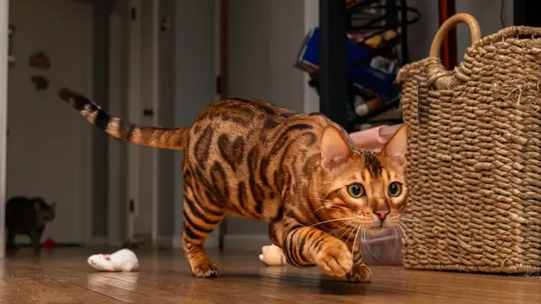 cat zoomies