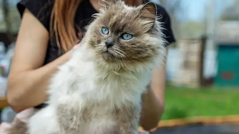 cool facts about himalayan cats