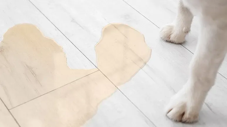 cystitis in dogs and cats warning signs