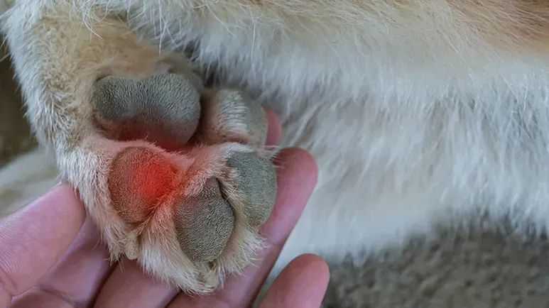 dog burns first aid treatment