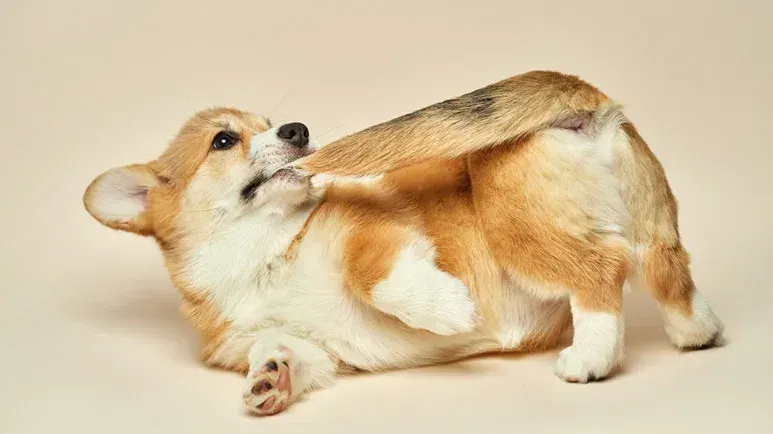 dog compulsive disorder