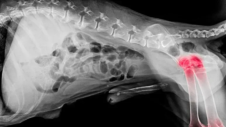 dog osteoarthritis