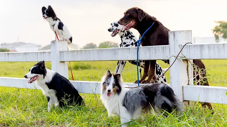 domestication dogs