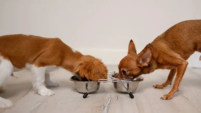 food for senior dogs