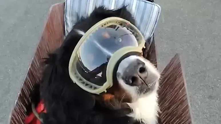 he sold his car for more time with his dog