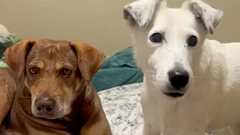 he waited a year for a family