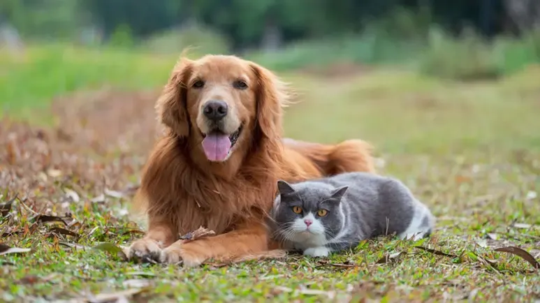 hidden role detox pet healing
