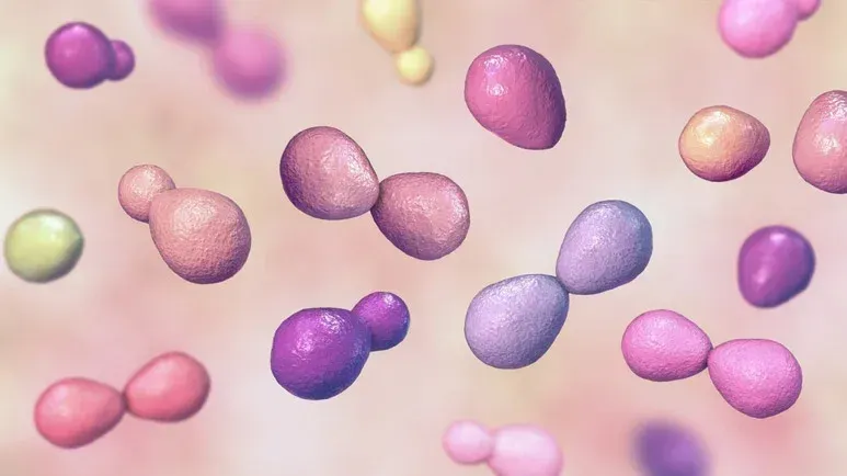 histoplasmosis in pets