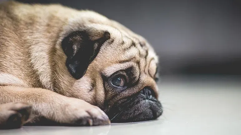 how to avoid stressing your dog