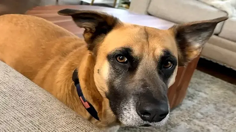 meet the worlds most unique rescue dog