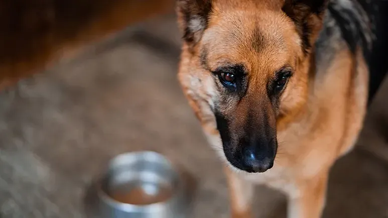 megaesophagus in dogs symptoms causes