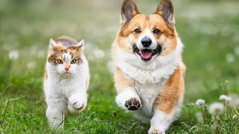 natural pet products
