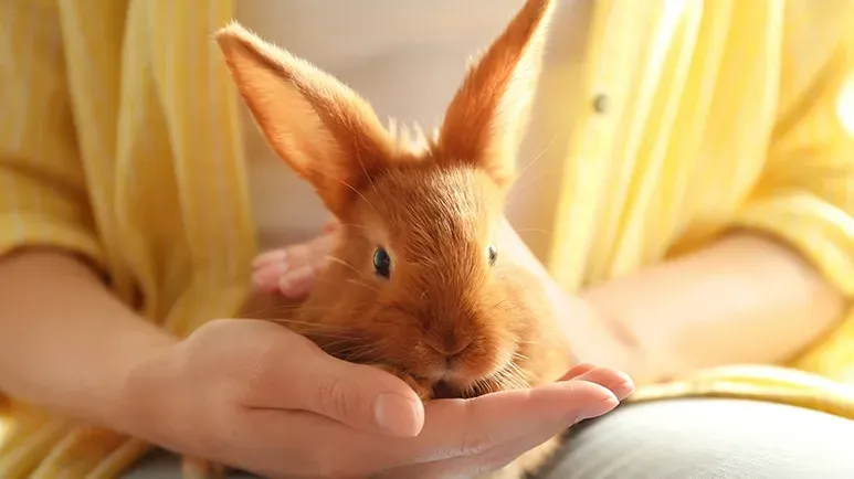 rabbits as pets