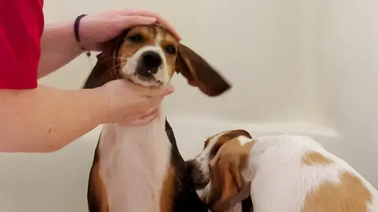 she gave birth with her foster mom beside her