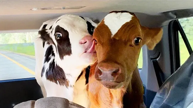 the friendship that started on a rescue ride