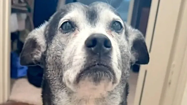 the most human like dog youll ever see