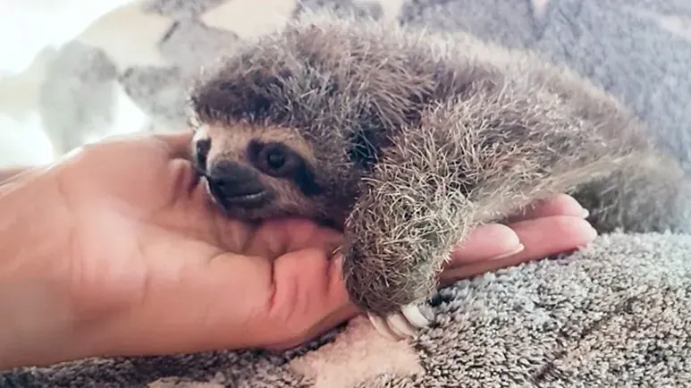 the tiniest rescue sloth stole hearts