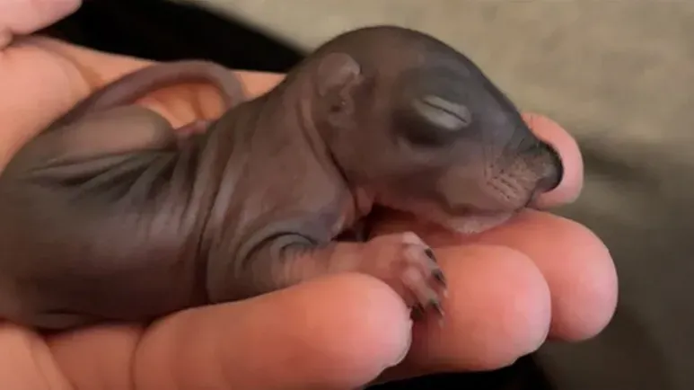 they raised baby squirrels by hand