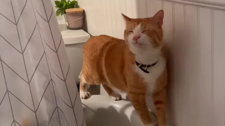 this cat collects the weirdest treasures
