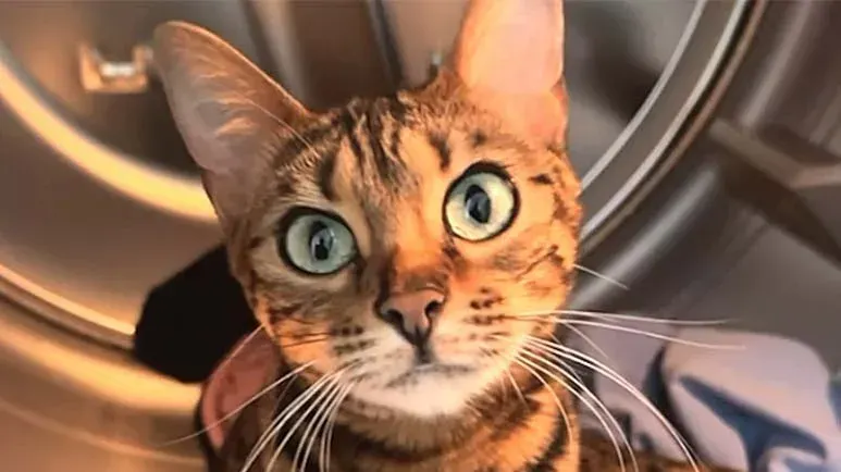 this cat understands everything she says