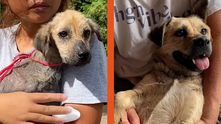 this dogs recovery feels like a miracle