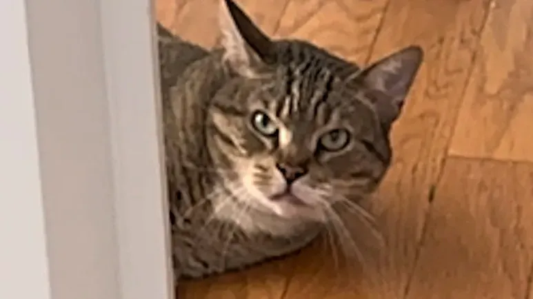 this mean cat just needed one chance