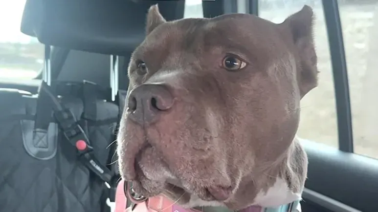 this rescue dog finally feels safe