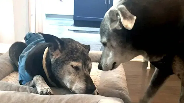 this senior dog has a built-in caregiver