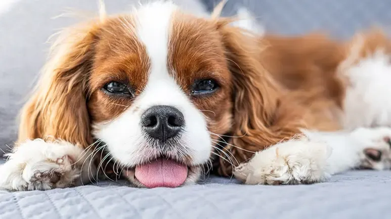 why do dogs sigh