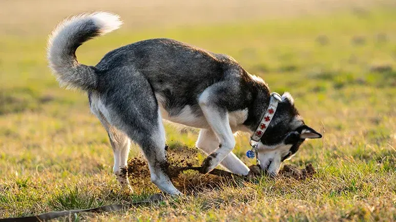 why dogs hide and bury favorite things