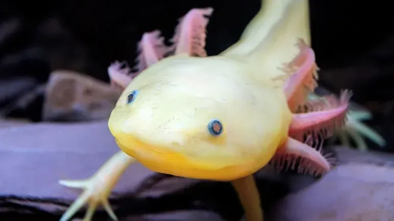 9 non fish aquarium pets