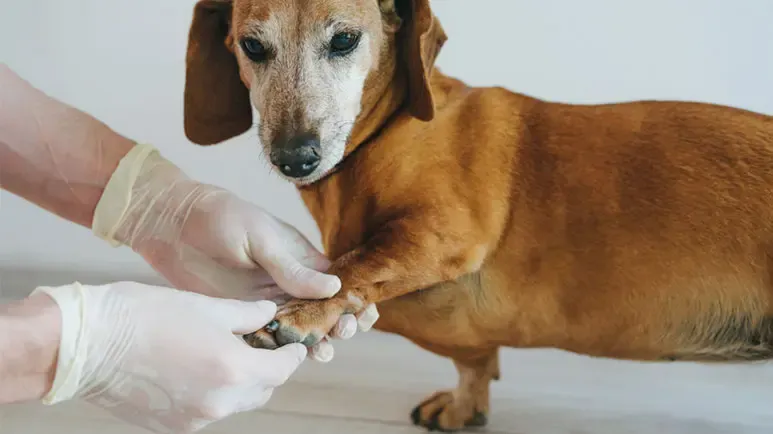 arthritic dogs