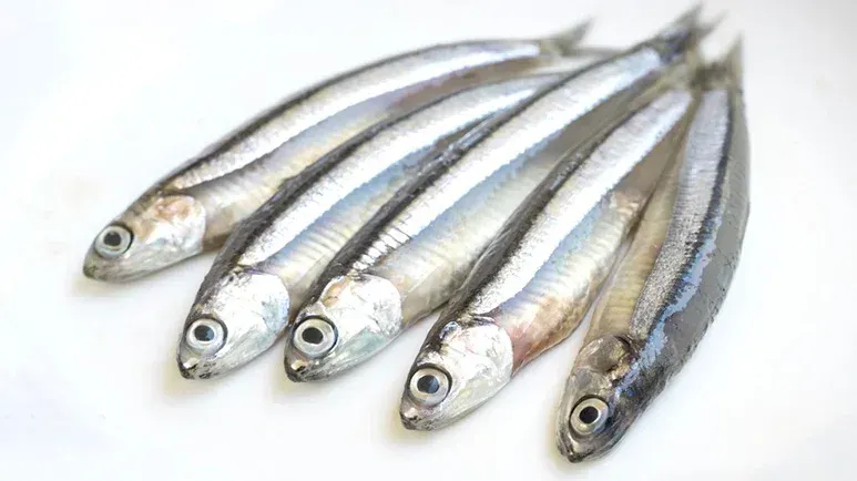 can you feed anchovies to your pet