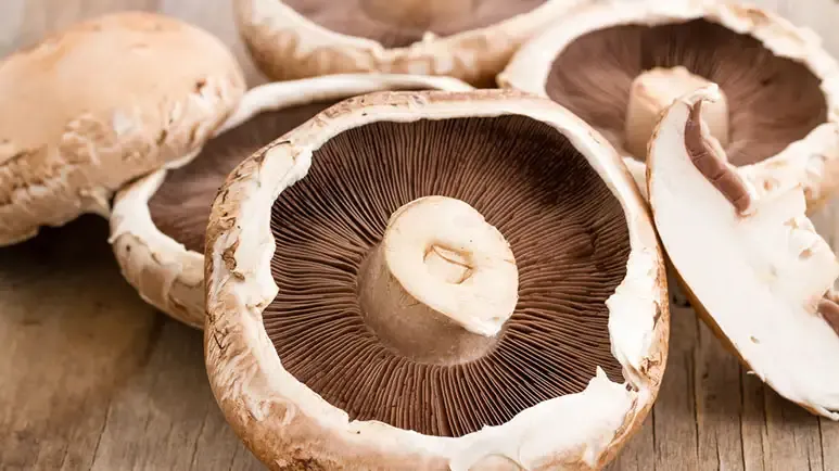 can you feed portobello mushroom to your pets