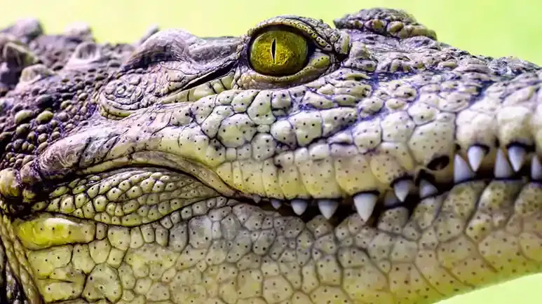crocodile eyes