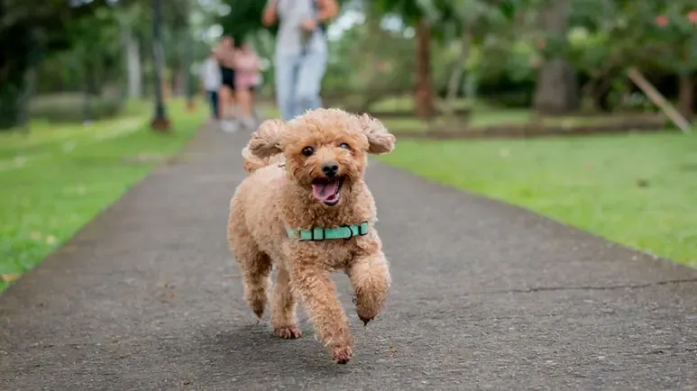 dog chasing