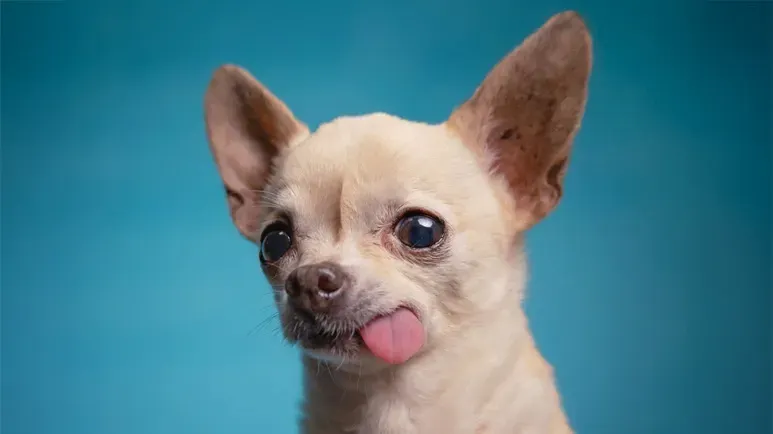 dog hanging tongue syndrome