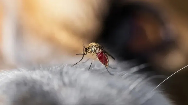 dog insect bites summer