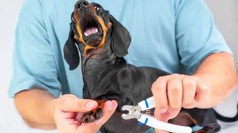 dog nail bleeding