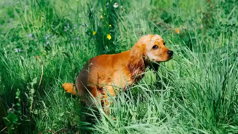 dog poop color